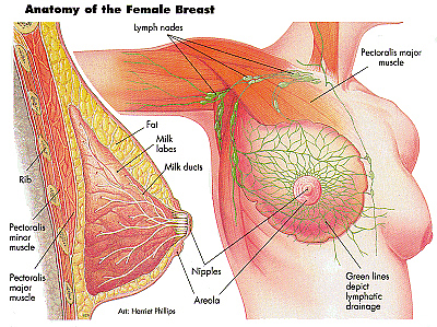 Female+breast+structure